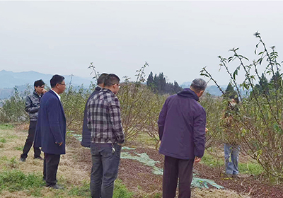 省科協(xié)專家組專家蒞臨千久發(fā)種植基地指導工作